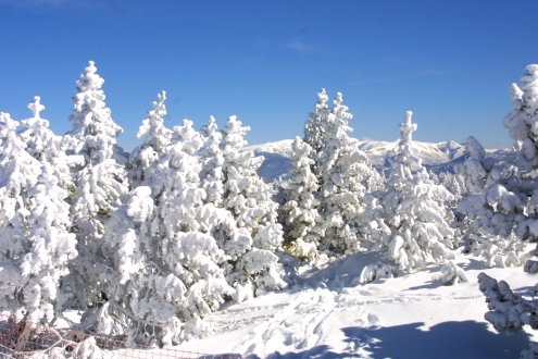 Snow covered trees, Catalan Pyrenees